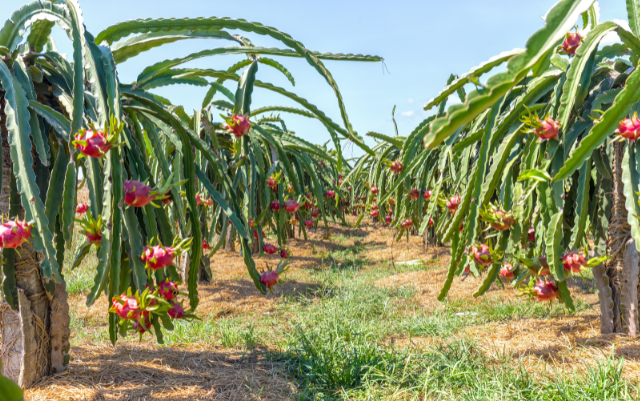 dragonfruittrees