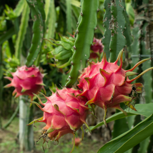 spiky pink tree