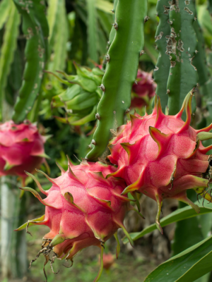 spiky pink tree